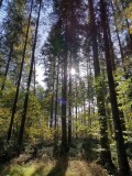 QiGong im Wald